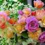 канадские розы
