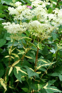 Сорт "Ауреавариегата" ("Aureovariegata") - имеет листья с золотистыми полосами и пятнами неправильной формы. Высота растения около 1 м. Соцветия кремовые.