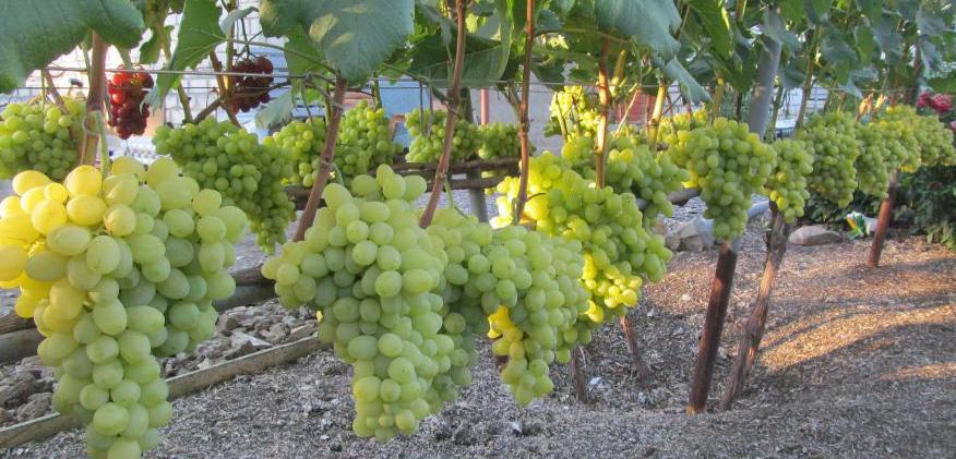 Ультраранний, сверхранний и ранний виноград – самые популярные сорта –  ландшафтный дизайн
